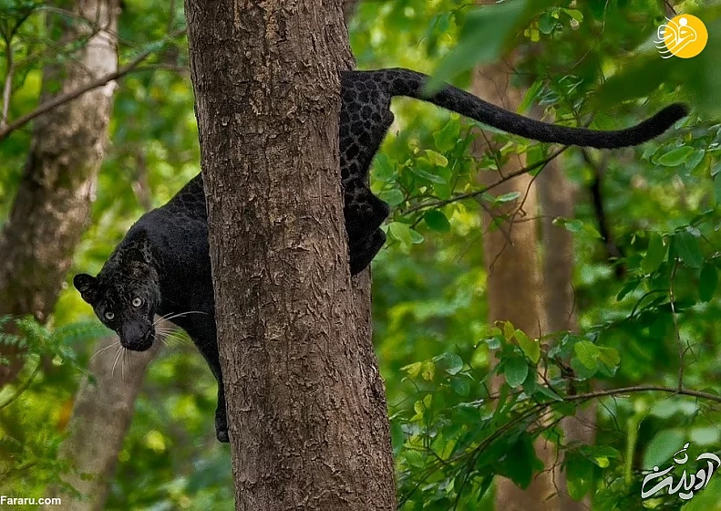 (تصاویر) (تصاویر)